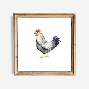 Pu&ograve; includere: Un dipinto ad acquerello di un gallo con un corpo bianco e grigio, una cresta arancione e una coda nera. Il gallo &egrave; in piedi su uno sfondo bianco con macchie grigie.