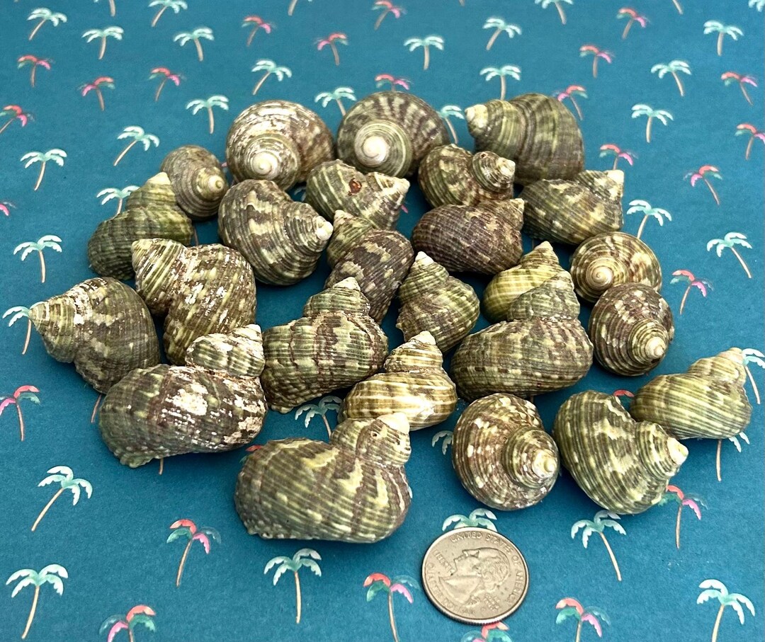 Pay With Shells Green Turbo Shells - Beach Theme - Shells for Display - Shells for ...