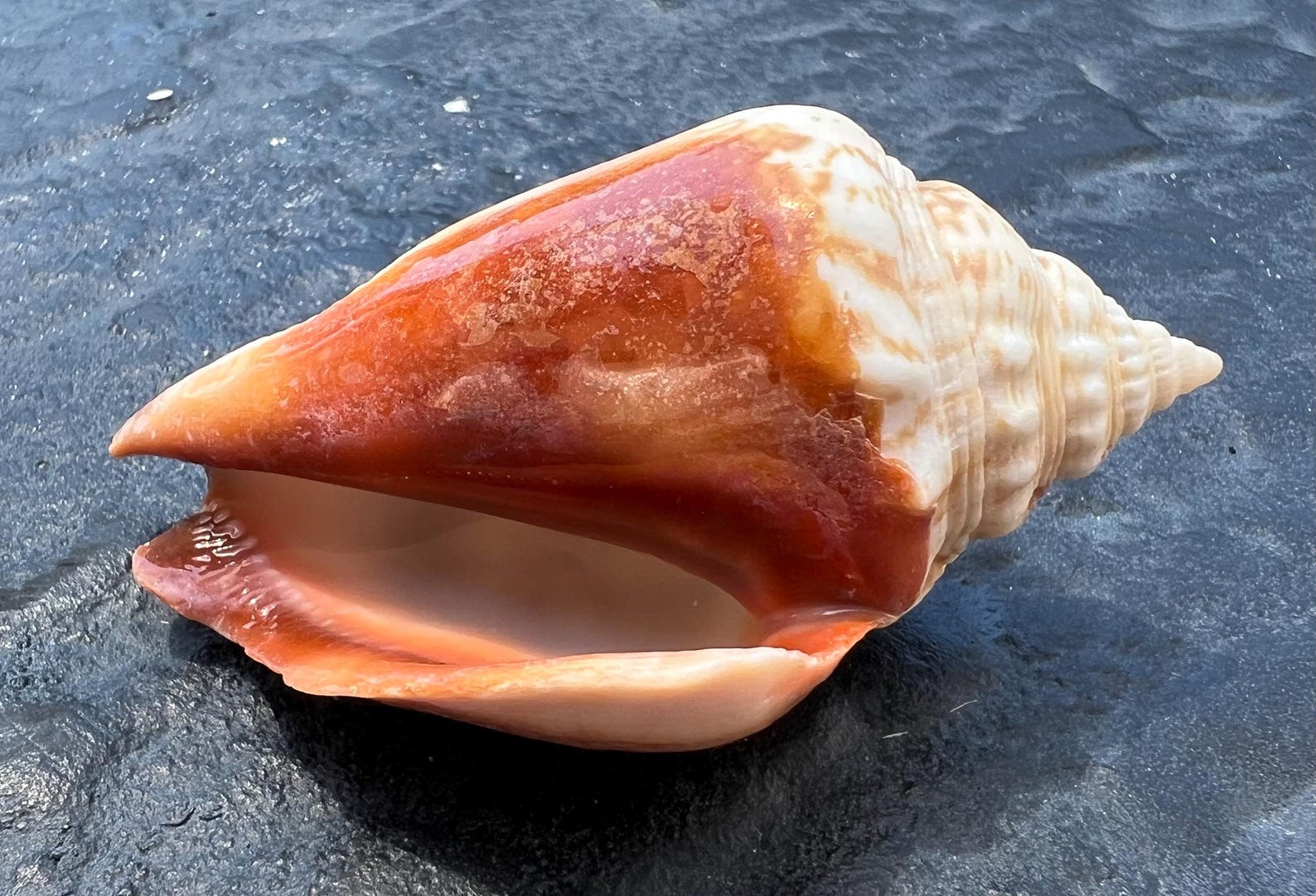 Fighting Conch Shell From Marco Island, UNPOLISHED LOT of 5 - Etsy