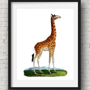 Giraffe in Africa Wall Art. Beautiful Vintage Safari Illustration, Wall Decor, Wall Art, Interior Decor, Unique Print, Nature, Savannah