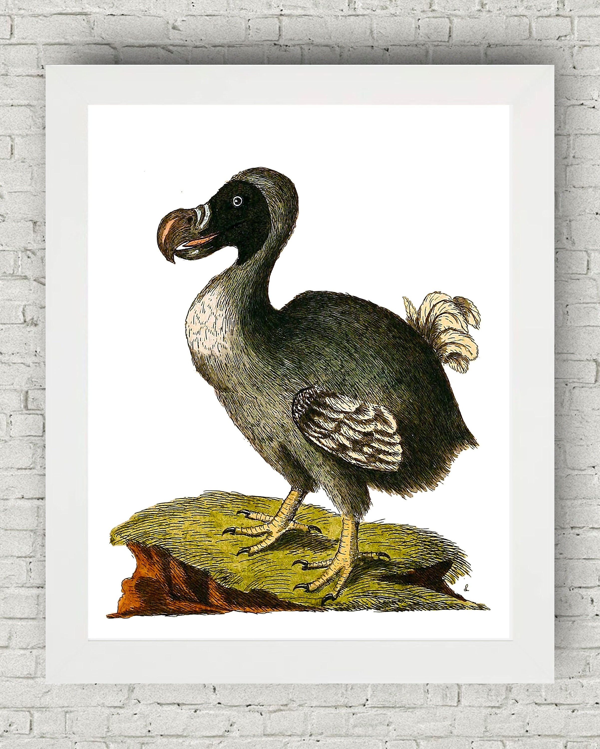 Dodo Bird Vintage Bird Art Victorian Home Decor Prints Poster - Etsy España