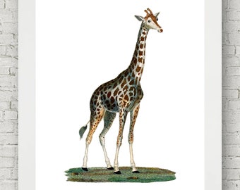 Giraffe in Africa Wall Art. Beautiful Vintage Safari Illustration, Wall Decor, Wall Art, Interior Decor, Unique Print, Nature, Savannah