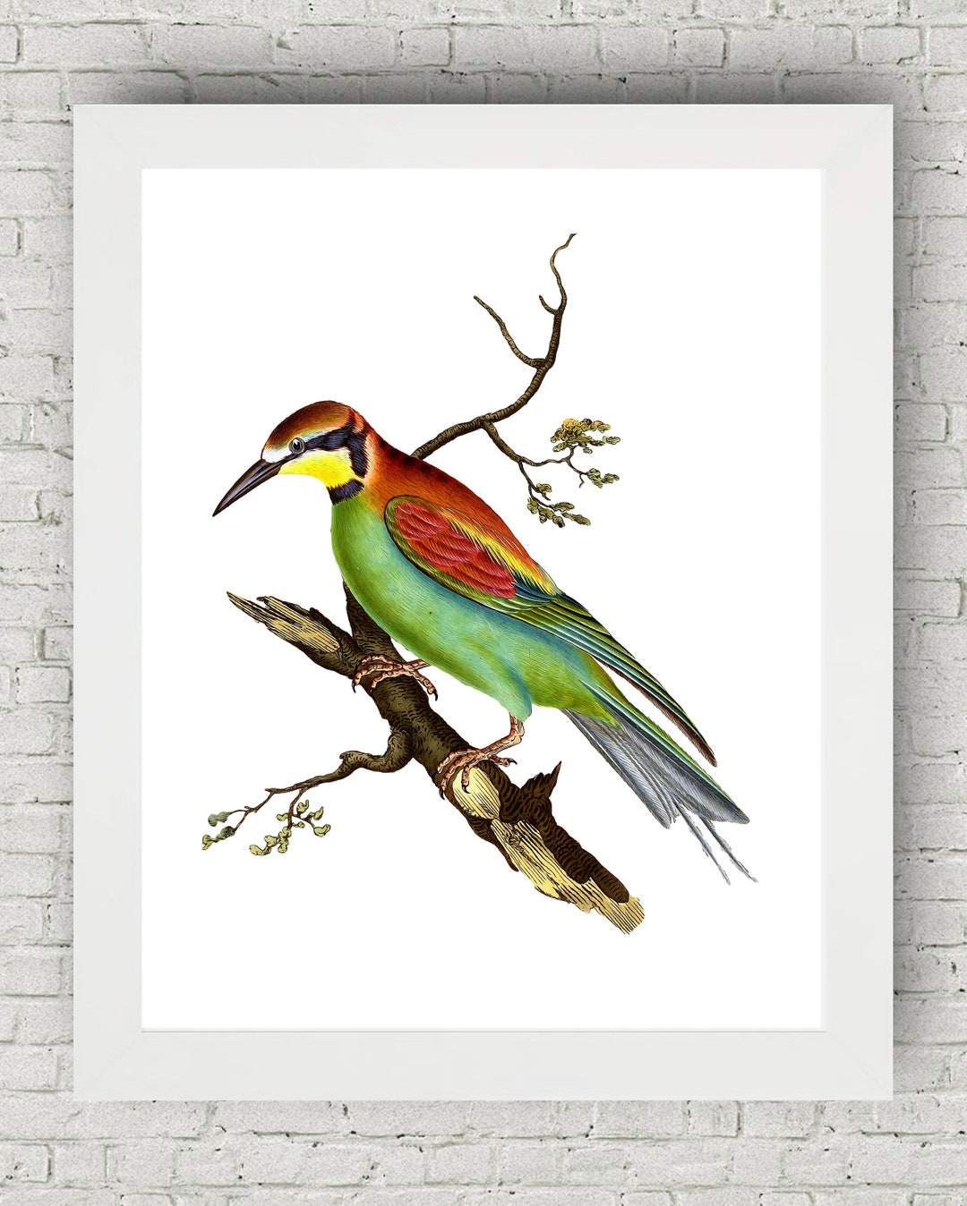 Bee Eater Bird, Vintage Bird Art Victorian Home Decor Prints Poster ...