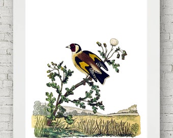 Perched Yellow Bird, Vintage Bird Art Victorian Home Decor Prints Poster Audubon Wall Hanging Home Nursery Download Gift Living Room