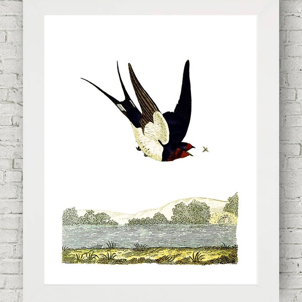 Swooping Swallow, Vintage Bird Art Victorian Home Decor Prints Poster Audubon Wall Hanging Home Nursery Download Gift Living Room Dark