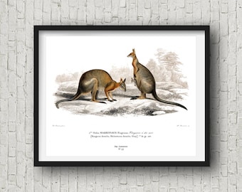 Kangaroos in the Wild, Fine Art, Victorian Art, Australian Art, Wild Animal, Gift, Animal, Dorm, Science Art, Home Decor, Interior Vintage