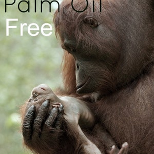 May include: A mother orangutan cradles her baby in her arms. The orangutan is brown and furry. The baby orangutan is looking up at the mother. The text "Palm Oil Free" is written in black letters on a white background.