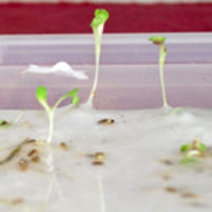 May include: Close-up of a white surface with several small green sprouts growing from it. The sprouts are in various stages of growth, with some taller than others. The surface is covered in a white, fluffy material.