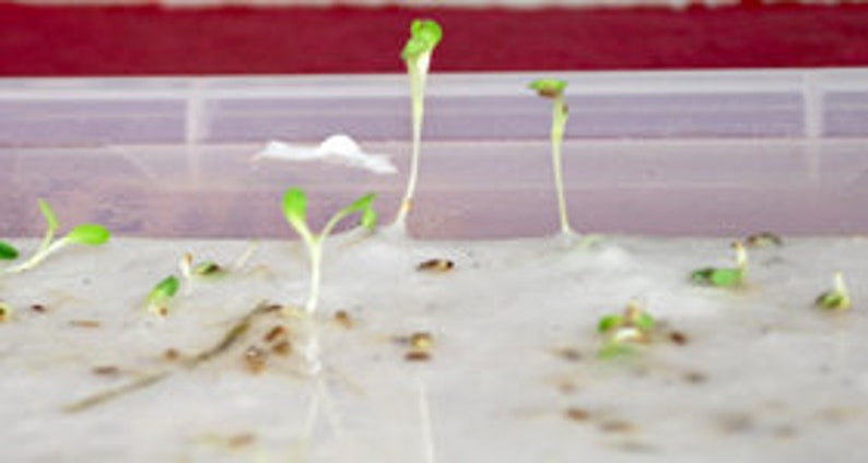 May include: Close-up of a white surface with several small green sprouts growing from it. The sprouts are in various stages of growth, with some taller than others. The surface is covered in a white, fluffy material.