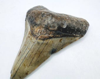 2.8” Genuine (Carcharocles) Megalodon Shark Tooth Fossil (NC48)
