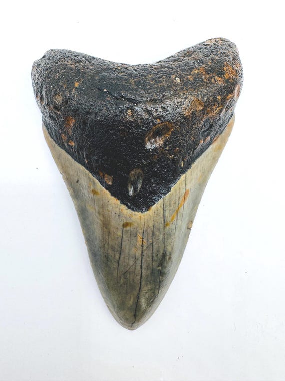 3.2” Genuine (Carcharocles) Megalodon Tooth Fossil