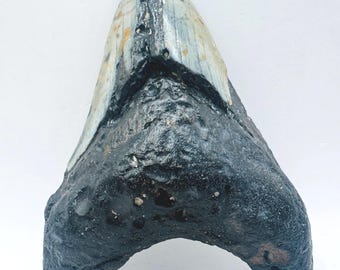 3.6” Genuine (Carcharocles) Megalodon Shark Tooth Fossil - North Carolina (NC17)