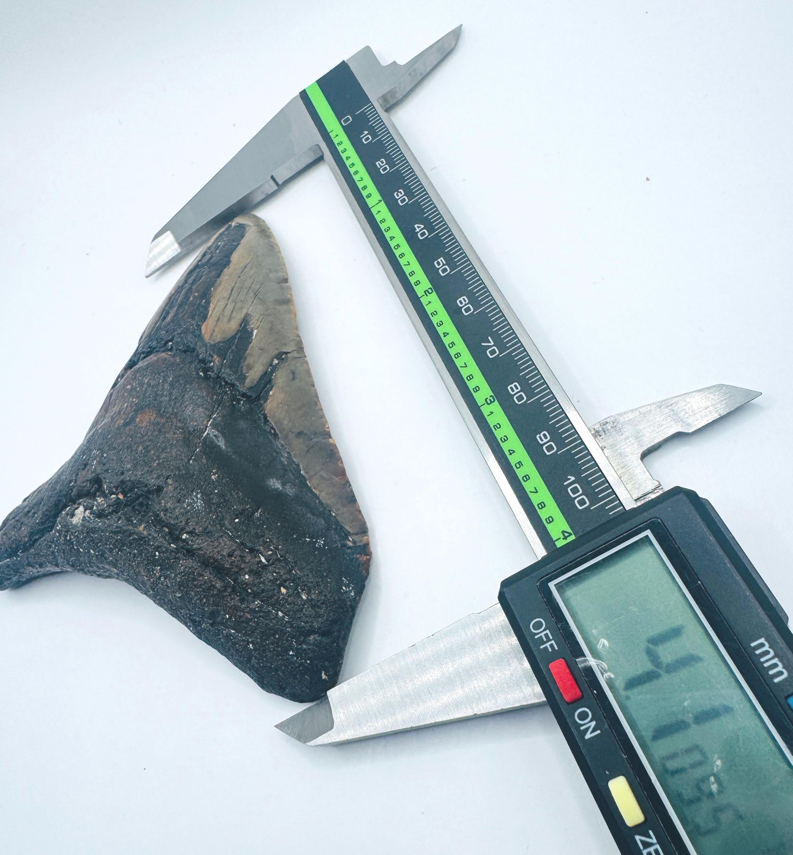 4.1インチのメガロドンの歯の化石：ノースカロライナ州スキューバ