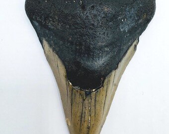 2.9” Genuine (Carcharocles) Megalodon Shark Tooth Fossil (NC40)