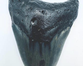 3.3” Genuine (Carcharocles) Megalodon Tooth Fossil, Upper Tooth (NC12)