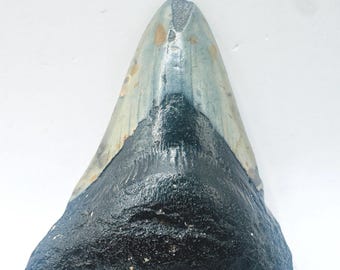 2.9” Genuine (Carcharocles) Megalodon Shark Tooth Fossil (NC41)