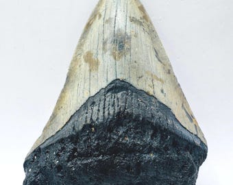 3.5” Genuine (Carcharocles) Megalodon Shark Tooth. - North Carolina (NC15)
