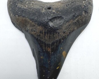 2.5" Megalodon Shark Tooth Fossil - North Carolina (NC03)