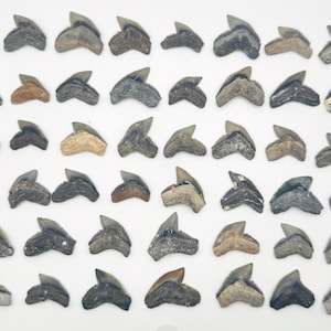0.50” to 1.0” TIGER SHARK Teeth Large - FL Fossilized Sharks Teeth
