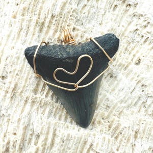 Pendant, Genuine (Carcharocles) Megalodon Tooth Fossil 1.7”  gold wire wrapped with heart - Shark Tooth Jewelry