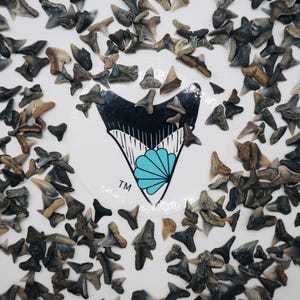 Puede incluir: Una colección de dientes de tiburón fosilizados, esparcidos sobre una superficie blanca. Los dientes son de varios tonos de gris y marrón. Una pegatina con un diseño de diente de tiburón y el texto "TM" está en el centro de la imagen.