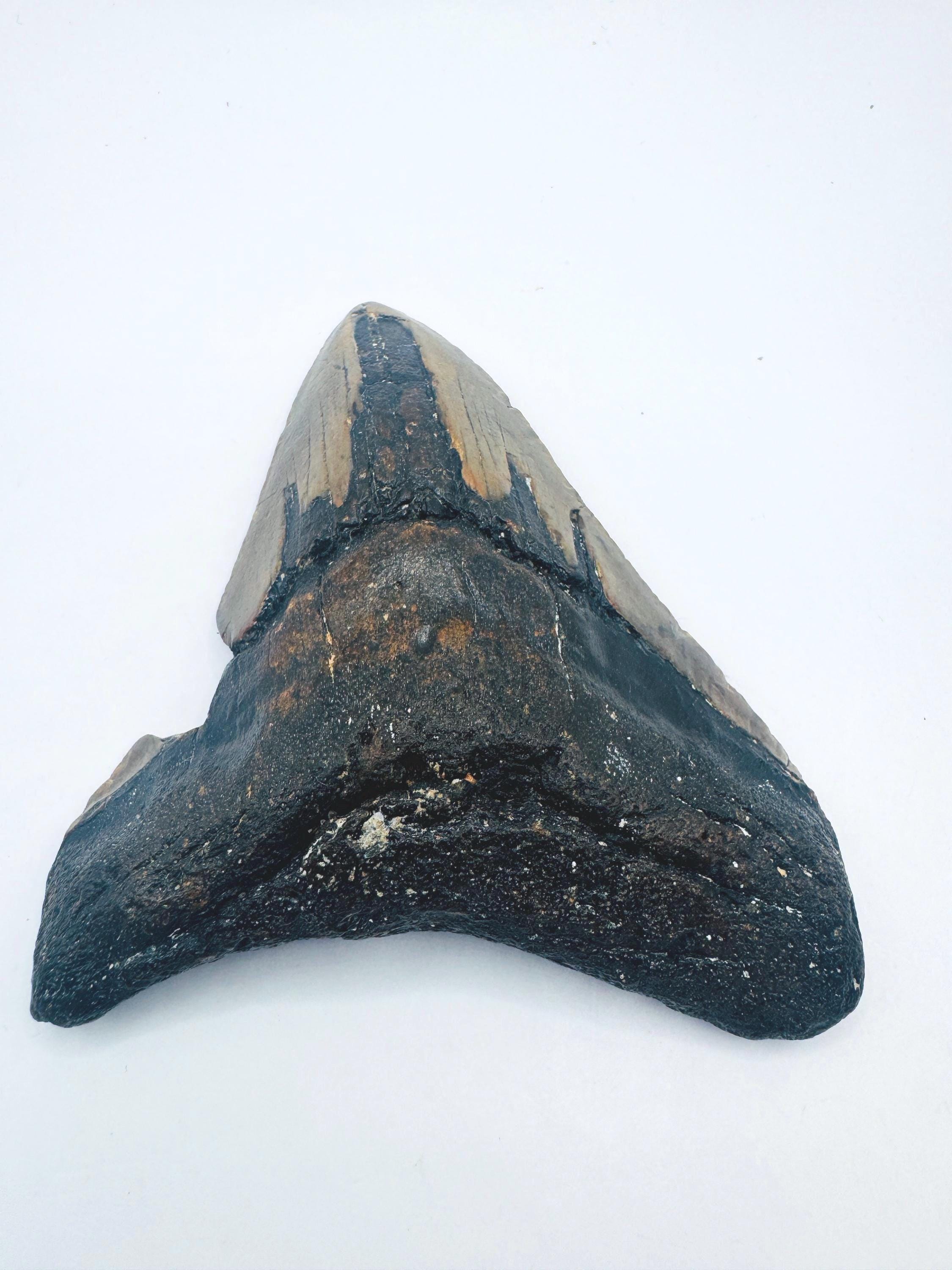 4.1インチのメガロドンの歯の化石：ノースカロライナ州スキューバ