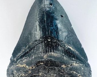 5.3インチ 本物のメガロドンの歯の化石 - ノースカロライナ州 - 国内