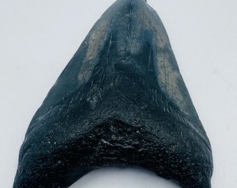 3.4” Genuine (Carcharocles) Megalodon Shark Tooth Fossil (NC13)