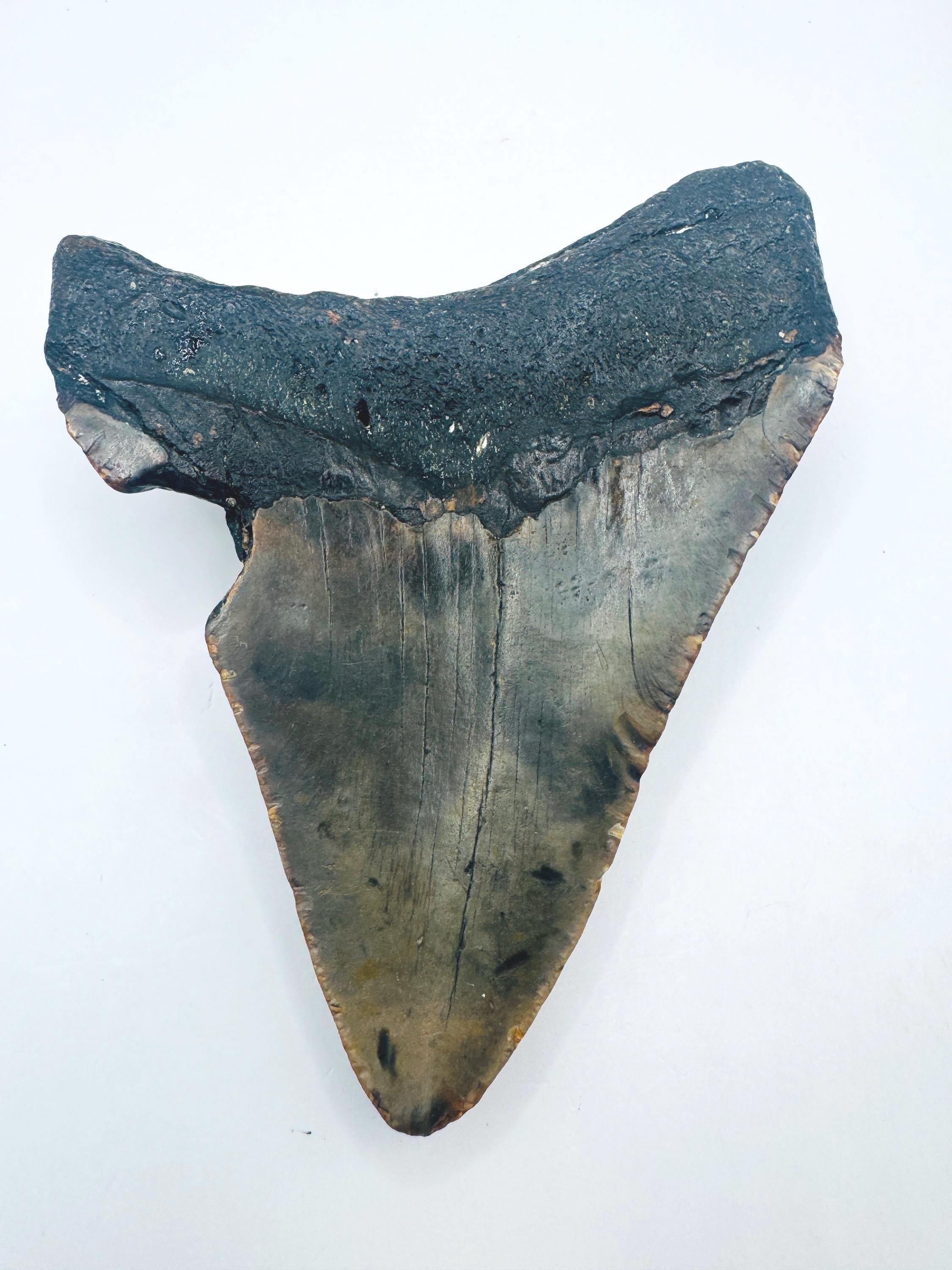 4.1インチのメガロドンの歯の化石：ノースカロライナ州スキューバ