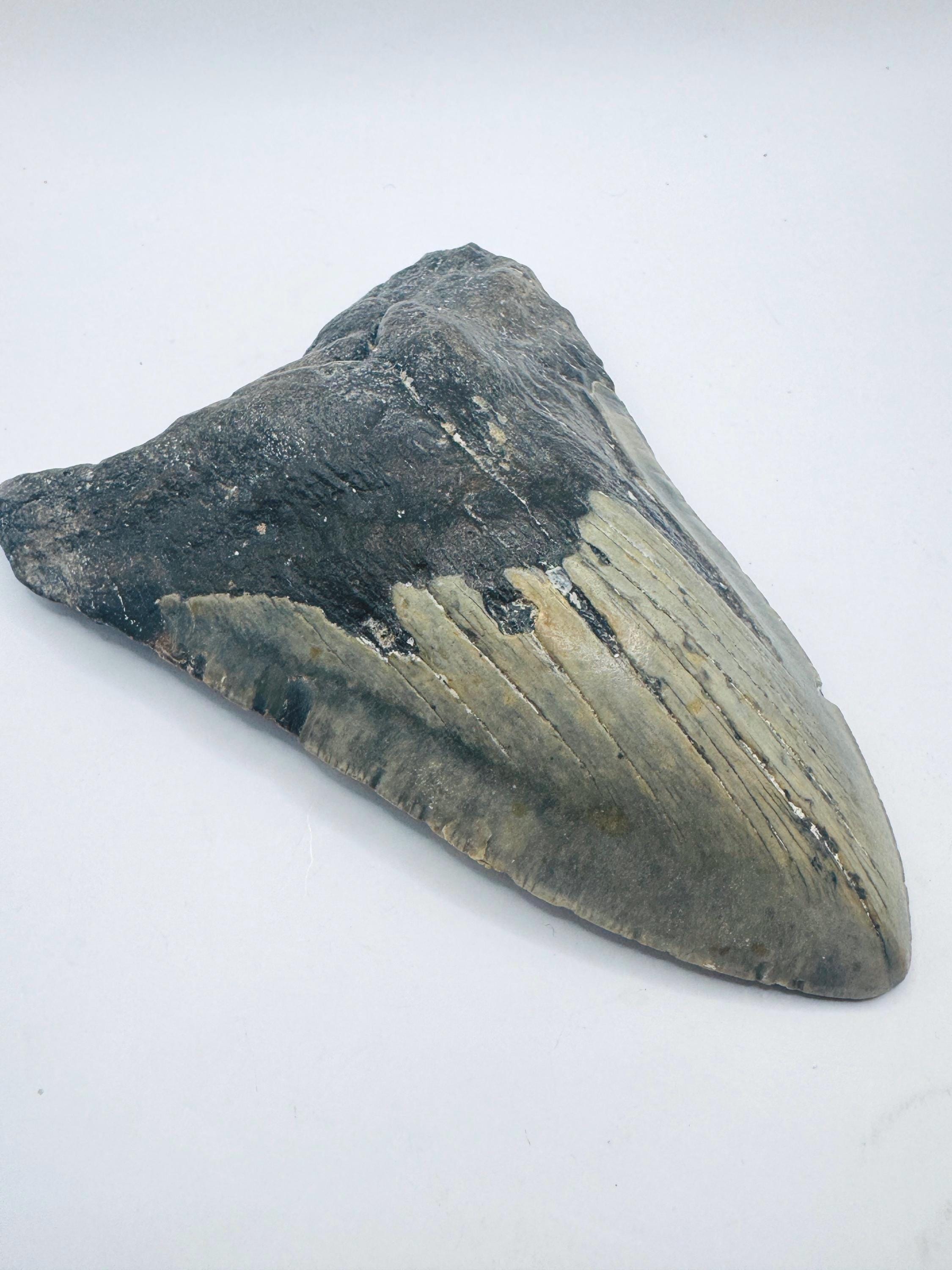 5.3インチ 本物のメガロドンの歯の化石 - ノースカロライナ州 - 国内