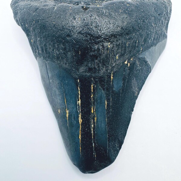 Diente de tiburón Megalodón auténtico (Carcharocles) de 2,4" con descuento
