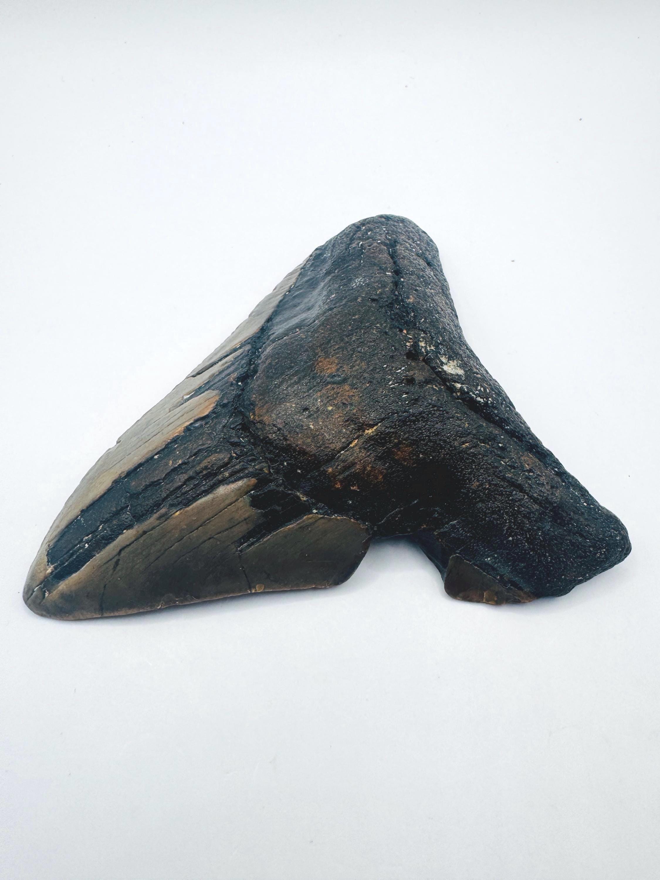 4.1インチのメガロドンの歯の化石：ノースカロライナ州スキューバ