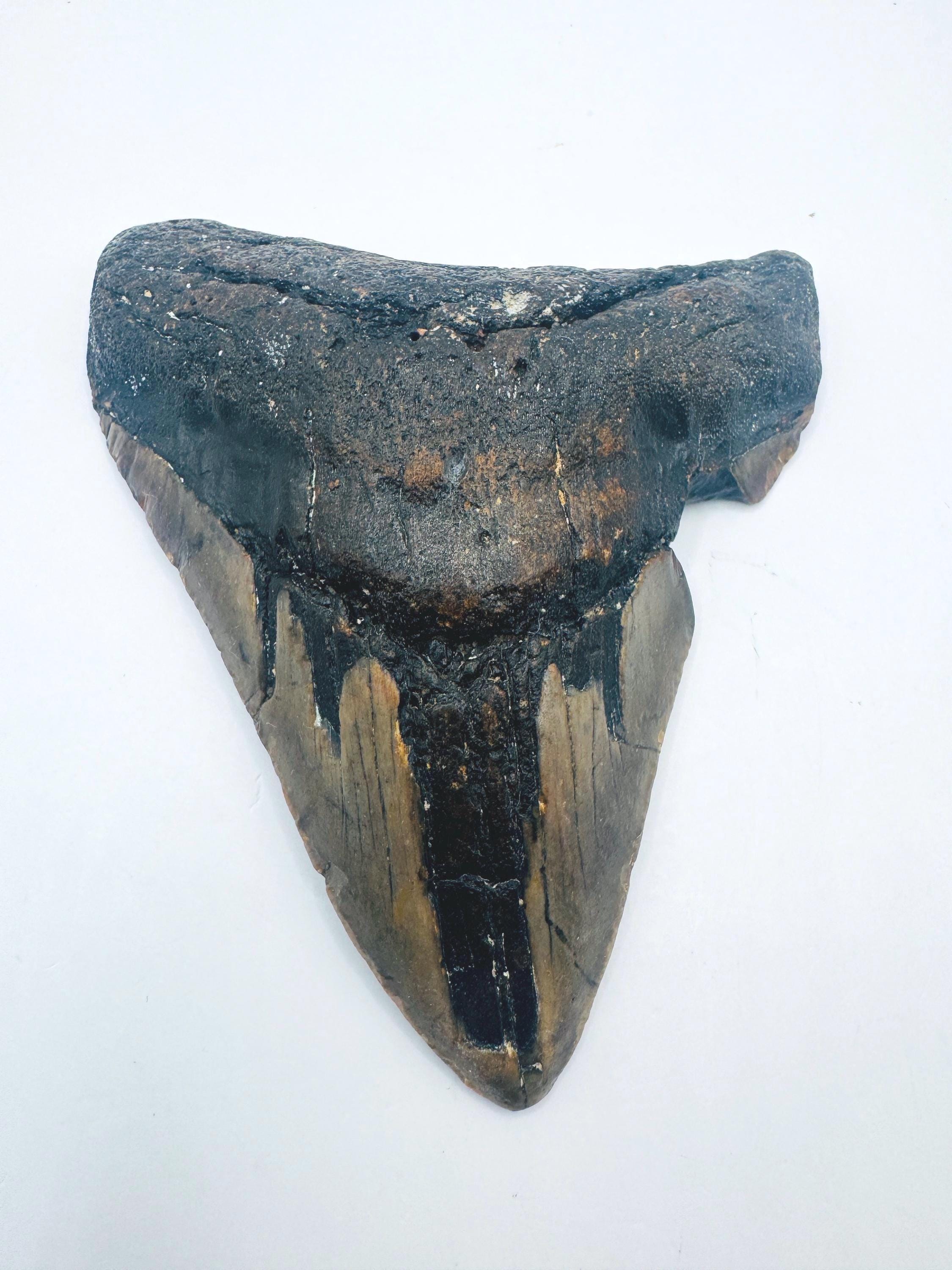 4.1インチのメガロドンの歯の化石：ノースカロライナ州スキューバ
