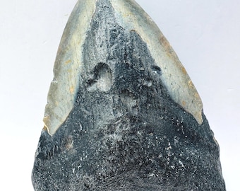 3.5” Genuine (Carcharocles) Megalodon Shark Tooth Fossil (NC14)