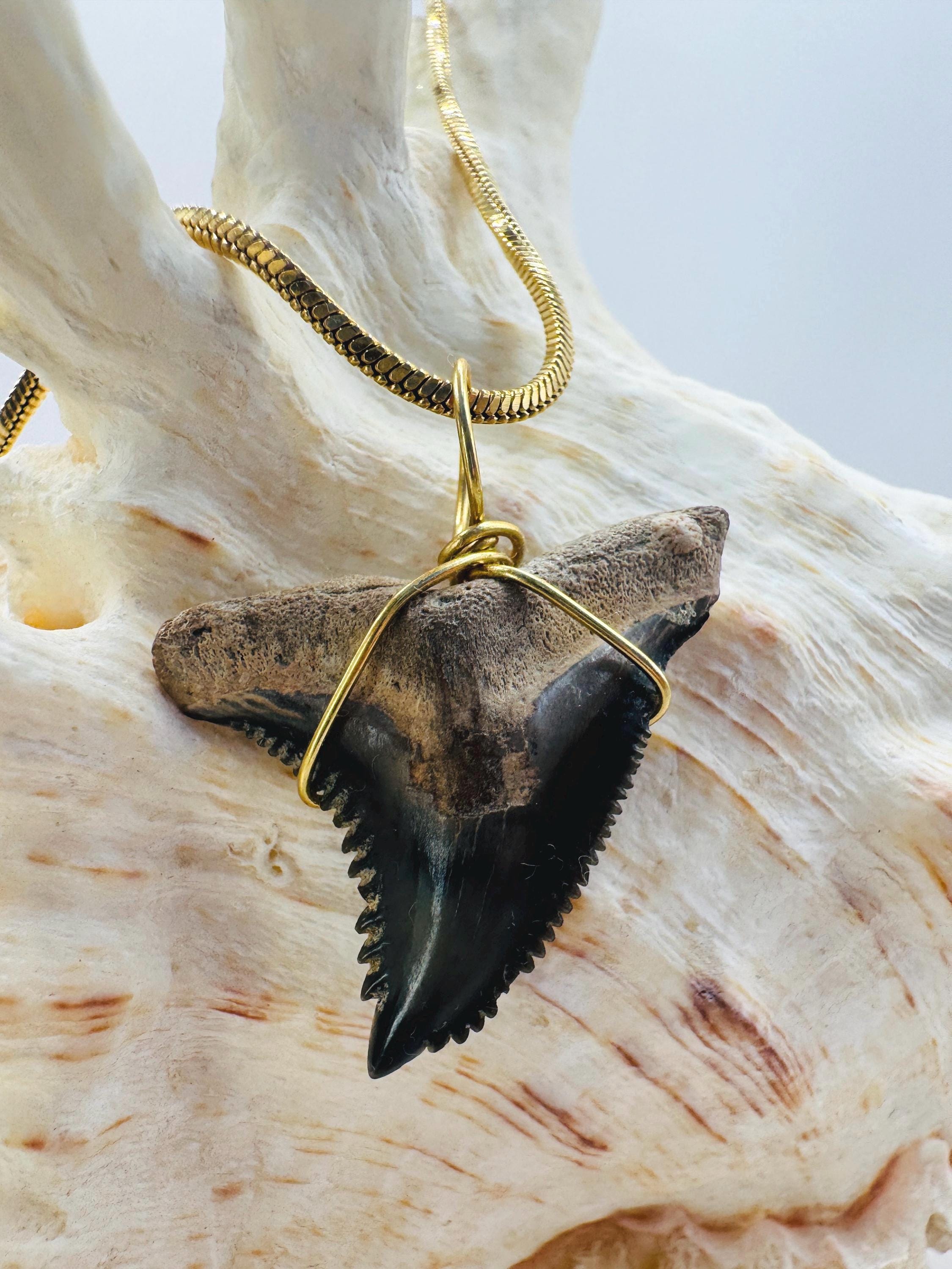 Collana, girocollo Atolea "Fine" con dente di squalo fossilizzato Hemipristis Serra di FAGGIO DORATO da 1,2"