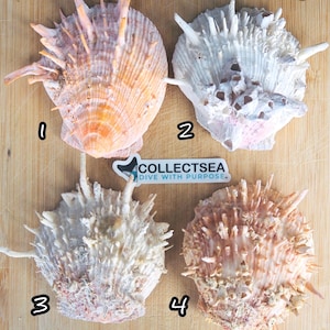 May include: Four spiky scallop shells with different colors and patterns. The shells are arranged in a row on a wooden surface. The shells are labeled with numbers 1 through 4.