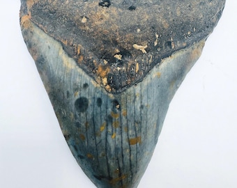 3.6” Genuine (Carcharocles) Megalodon Shark Tooth Fossil (NC16)