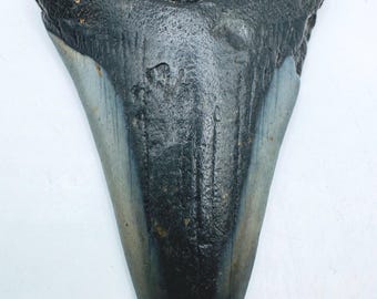 2.9” Genuine (Carcharocles) Megalodon Shark Tooth Fossil (NC54)
