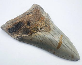 3.7" Megalodon Shark Tooth Fossil - North Carolina - Free Domestic Shipping (NC18)