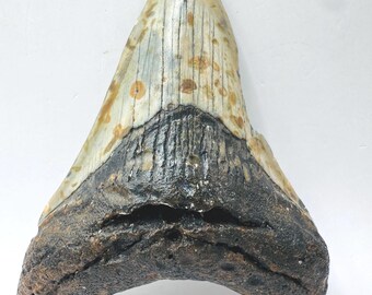 3.5” Genuine (Carcharocles) Megalodon Tooth Fossil, Sea Spotted, North Carolina (NC37)