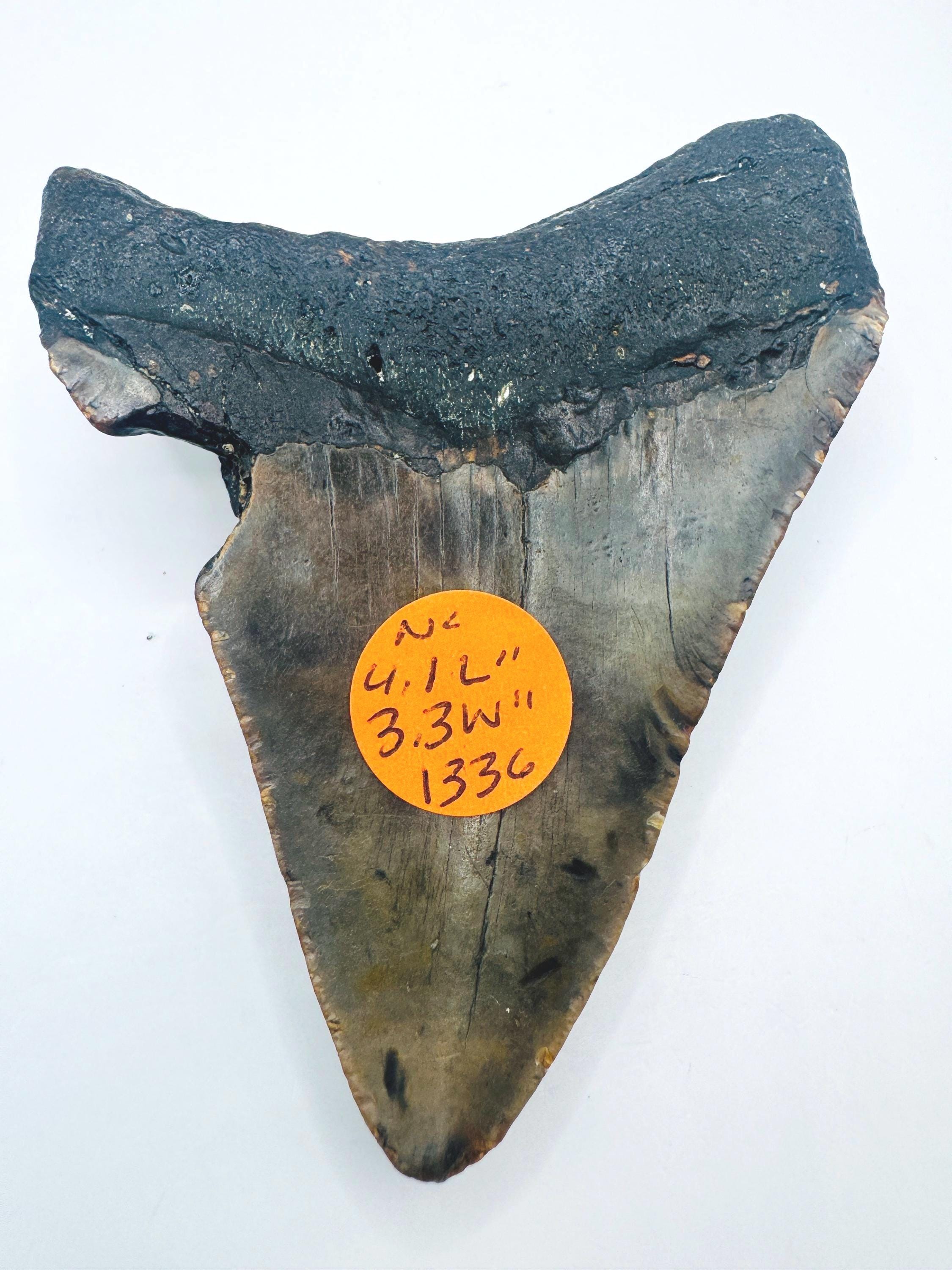 4.1インチのメガロドンの歯の化石：ノースカロライナ州スキューバ