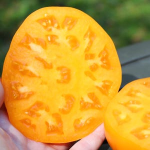 May include: Two halves of a ripe, yellow tomato, showcasing the interior texture. The cut surfaces reveal a starburst pattern of seeds and flesh. The tomato's vibrant color and juicy appearance suggest freshness and a sweet flavor.