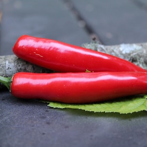May include: Two vibrant red chili peppers rest on a green leaf and a weathered branch. The peppers have a smooth, glossy texture and are set against a dark, textured surface, suggesting a rustic or natural setting.