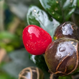 Heirloom Purple Black Pearl Pepper - Goth Garden - Heirloom Hot Pepper Seeds - Non GMO - Locally Adapted - No Spray - Open Pollinated