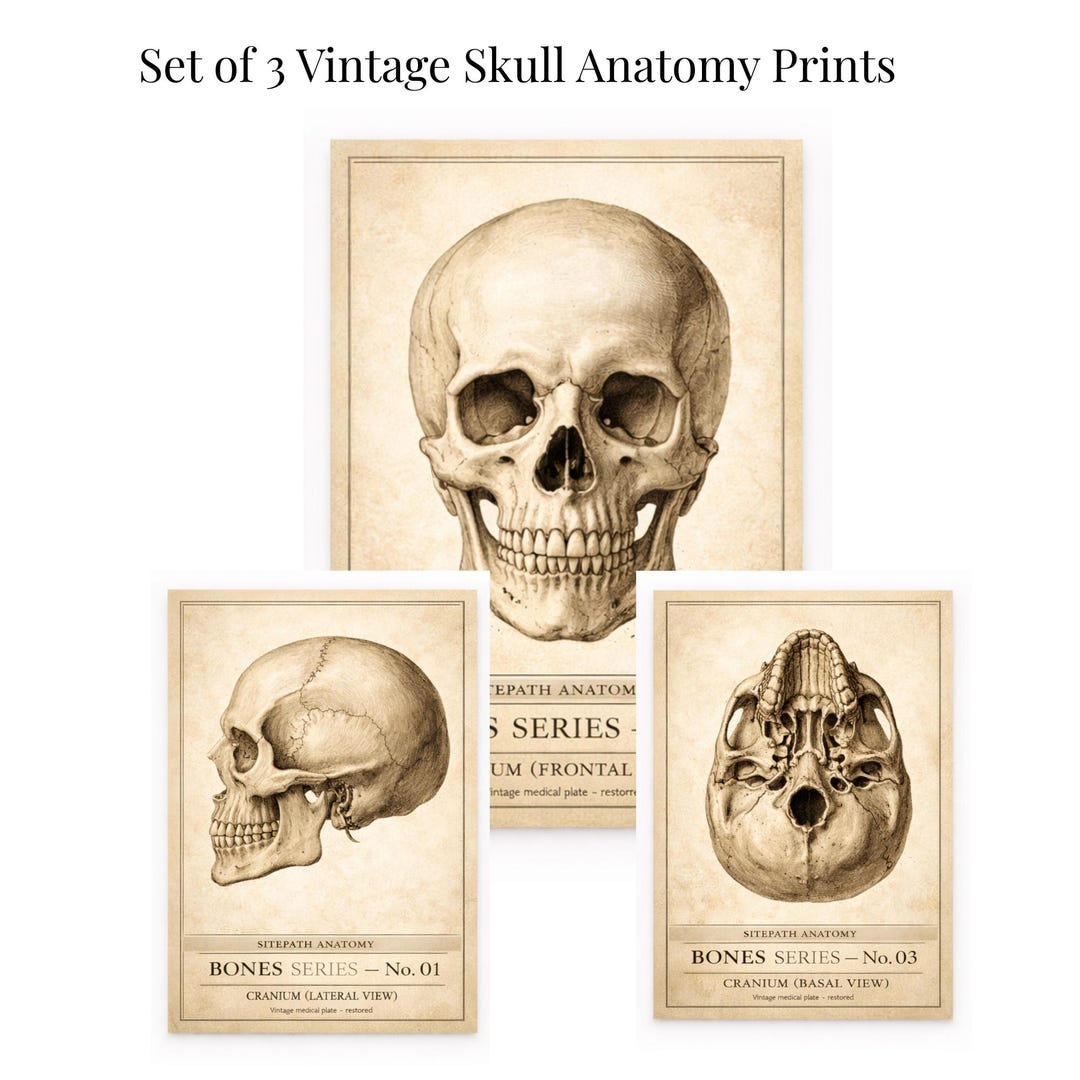 Vintage Skull Anatomy Print Set of 3 | Antique Medical Illustration ...