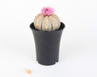 Astrophytum Asterias | Ceramic Biomimetic Decor | Handmade Cactus Decor | Clay Plant Sculpture