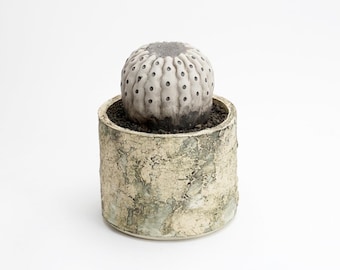 Copiapoa cinerea big | Ceramic Biomimetic Decor | Handmade Cactus Decor | Clay Plant Sculpture
