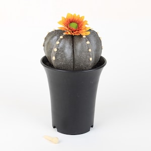 Astrophytum Myriotigma big | Ceramic Biomimetic Decor | Handmade Cactus Decor | Clay Plant Sculpture