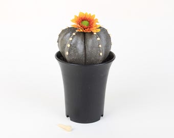 Astrophytum Myriotigma big | Ceramic Biomimetic Decor | Handmade Cactus Decor | Clay Plant Sculpture