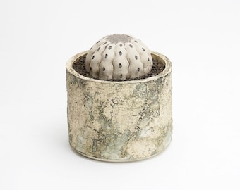 Copiapoa cinerea klein | Keramik Biomimetisches Dekor | Handgemachter Kaktus Dekor | Ton Pflanzenskulptur